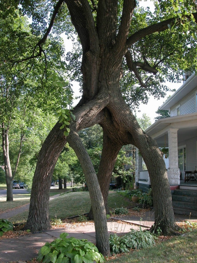 Tree archway