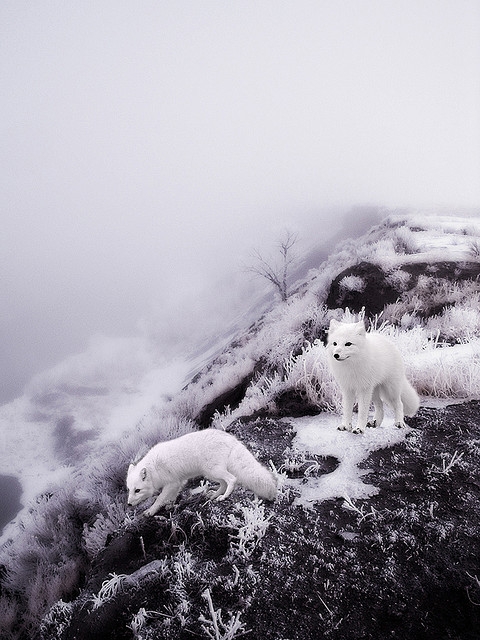 Winter Arctic Foxes