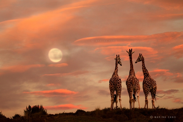 Moonrise by Marina Cano