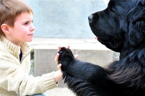 Newfoundland dog with boy