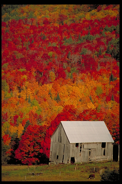 Old Barn with beautiful Fall colors