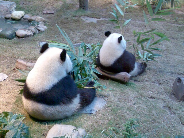 Panda - Image 3