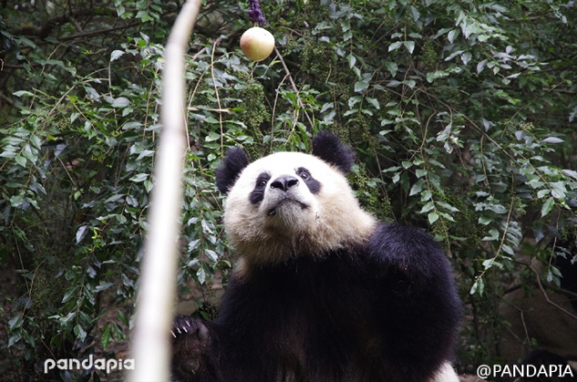 Panda Yuan Run, is having his 4 year's birthday today. Apple is her favorite, so she is very happy w