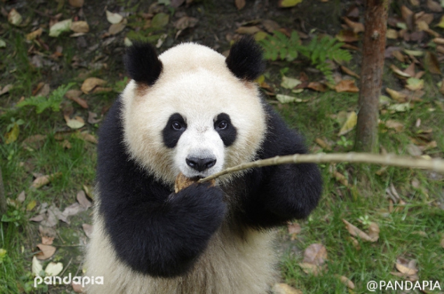 Panda Yuan Run, is having his 4 year's birthday today. Apple is her favorite, so she is very happy w - Image 2