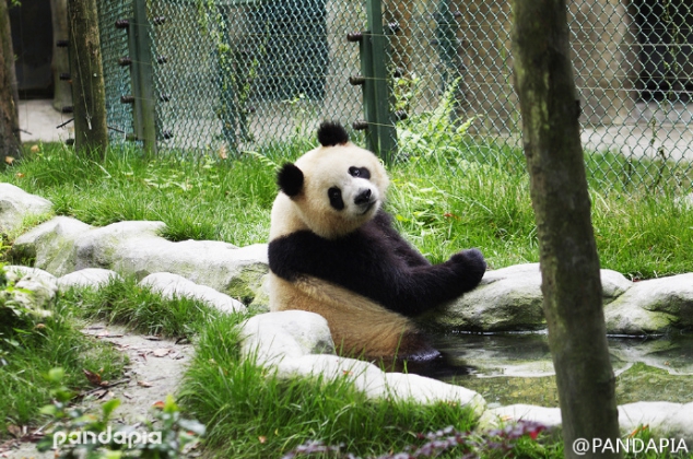 Panda Yuan Run, is having his 4 year's birthday today. Apple is her favorite, so she is very happy w - Image 3