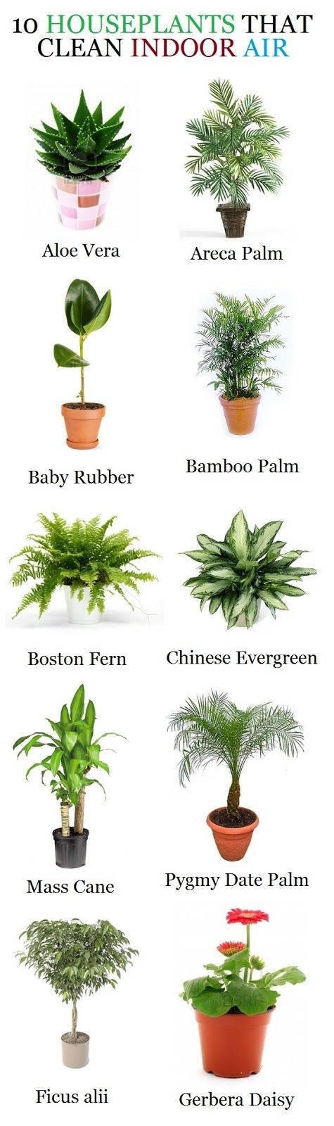 Plants that clean indoor air
