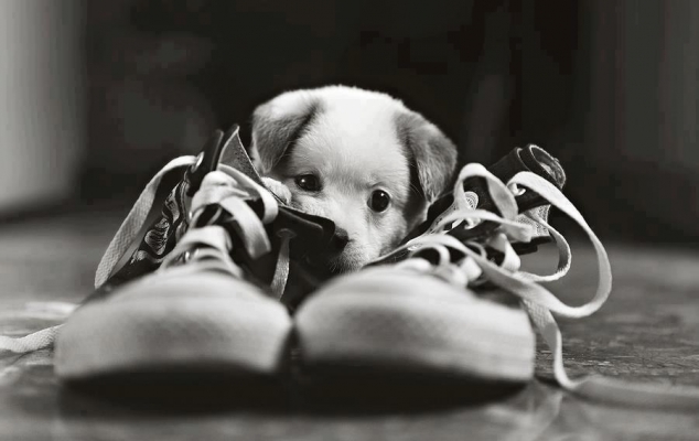 Puppy chewing on a shoe