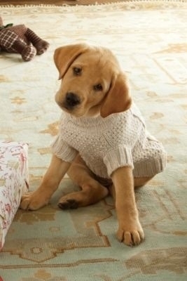 Puppy in a Sweater