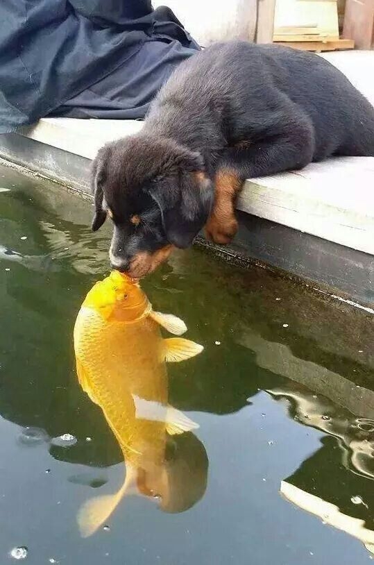 Puppy kissing a fish