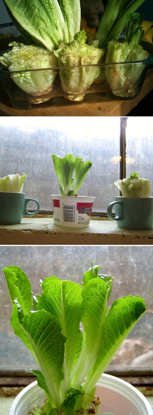 Re-grow Romaine Lettuce Hearts 