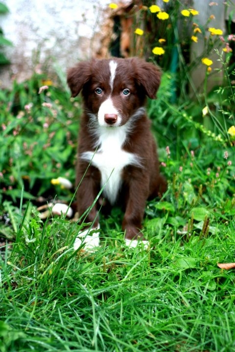 Red & White Border Collie puppy