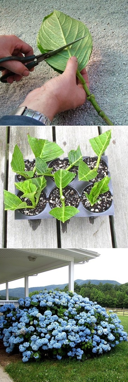 Rooting hydrangea cuttings