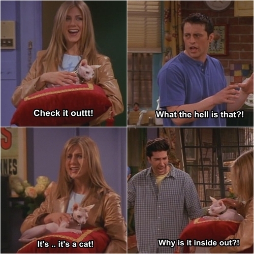 Ross from Friends asks Rachel why her cat is inside out.
