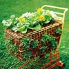 Simple Salad-Garden Containers - Image 2