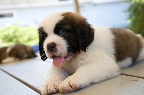 St Bernard puppy