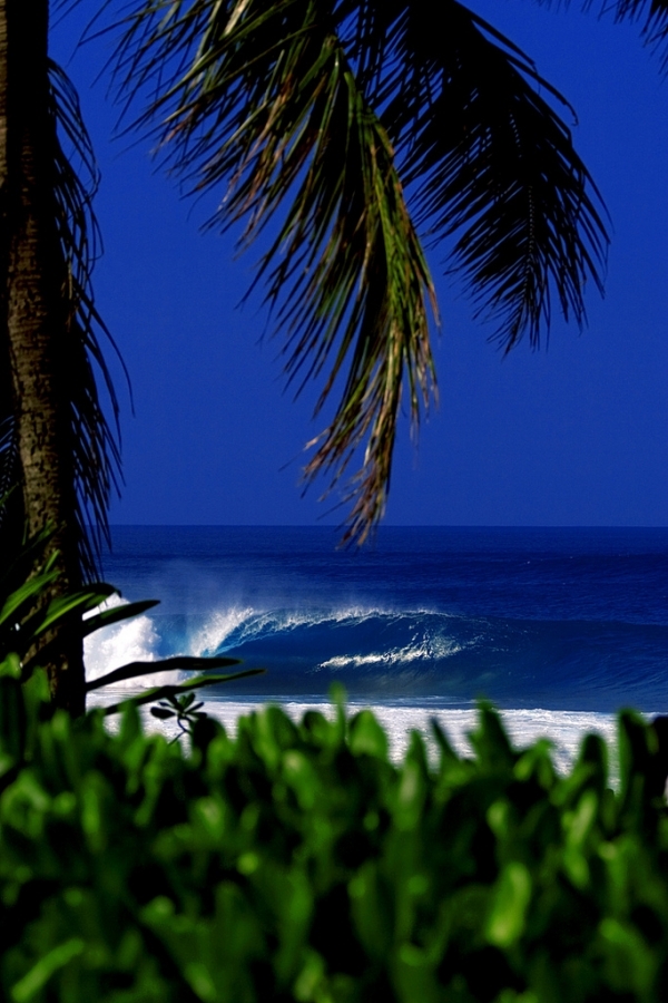 Surfer's paradise [picture]