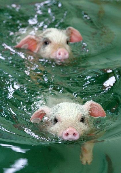 Swimming Pigs 