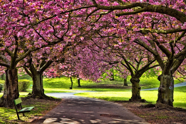The Beauty of Blossom by Kathy Chadwick