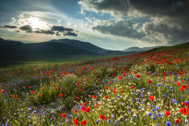 The Country of the Flowering by Massimo Tommi