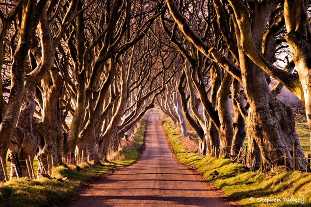 The Dark Hedges - Northern Ireland