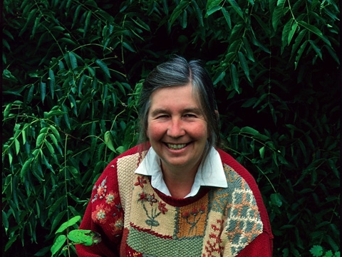 The Global Forest - Image 3