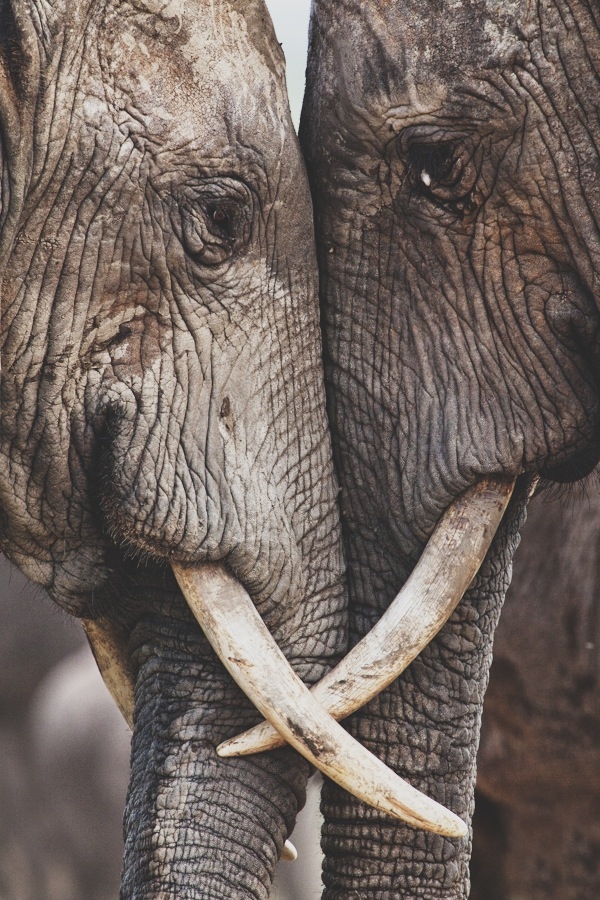 The Secret Wisdom of Elephants