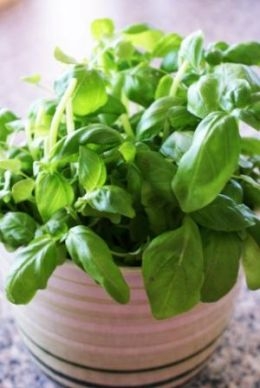 Tips for growing herbs in pots