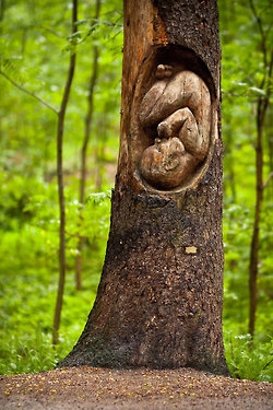 Tree huggers unite - Image 2