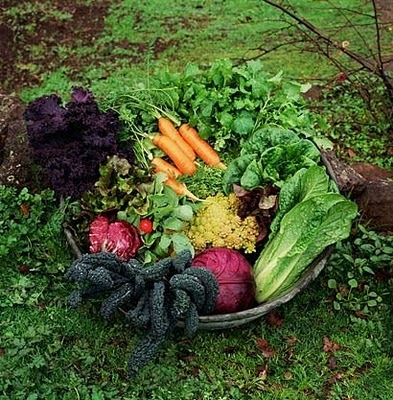 Vegetable Gardening 101 - Image 2