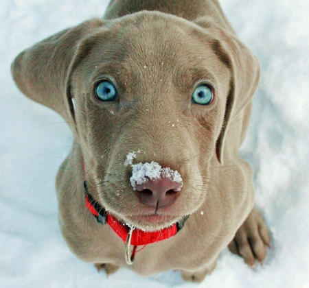 Weimaraner puppy