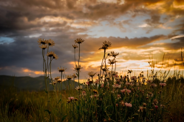 Wildflower Sunset - Joe Graf
