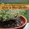 10 best herbs to grow - Gardens