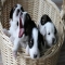 A Basket Full of Puppies - A Dogs Life