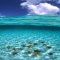 A cluster of starfish in crystal clear seawater [photo] - Beautiful Animals