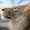 African Lion - Beautiful Animals