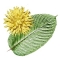 Alkaloids responsible in Kratom - Options for Kratom  
