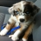 Australian Shepard Puppy - Adorable Dog Pics