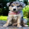 Australian Shepherd Pup - Adorable Dog Pics