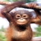 baby orangutan