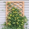 Back-Eyed Susan Vines - Great Gardening Ideas