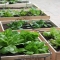 Backyard Box Garden - Gardens