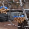 Birdseed Ornaments - Christmas