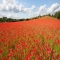 Blackstone Poppy Fields - Bewdley, Worcestershire, UK - Beautiful places