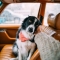 Border Collie in the car