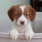 Brittany Spaniel - Adorable Dog Pics