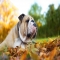 Bulldog in the leaves - Adorable Dog Pics