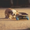 Cute Skateboarding Puppy