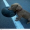 Can You Play this With Me? - Adorable Dog Pics
