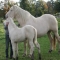 Cream Coloured Ponies