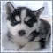 Cute Husky Puppy In The Snow - Adorable Dog Pics